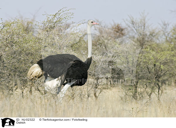 Afrikanischer Strau / Ostrich / HJ-02322