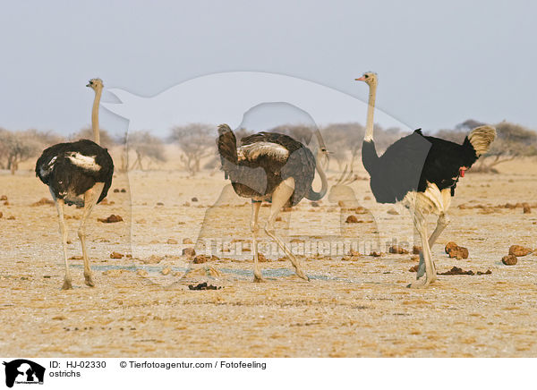Afrikanische Straue / ostrichs / HJ-02330