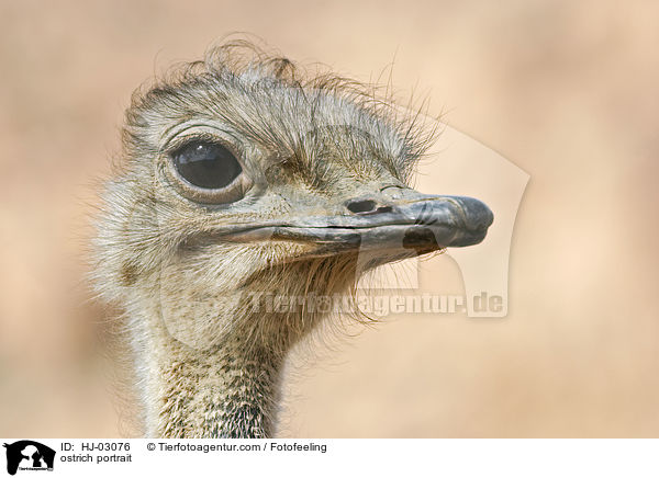 Afrikanischer Strau Portrait / ostrich portrait / HJ-03076