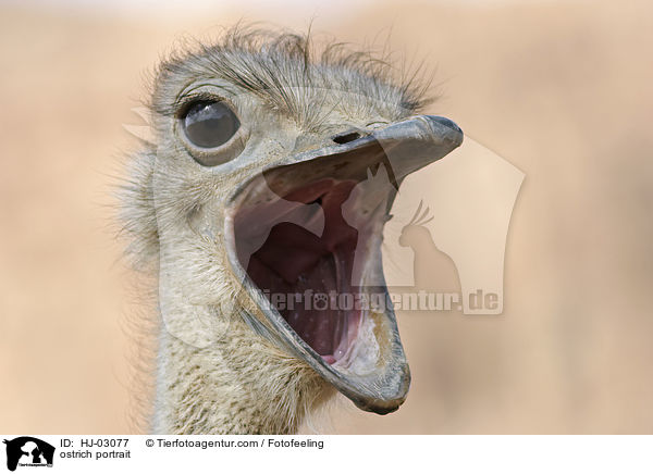 Afrikanischer Strau Portrait / ostrich portrait / HJ-03077