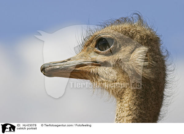 Afrikanischer Strau Portrait / ostrich portrait / HJ-03078