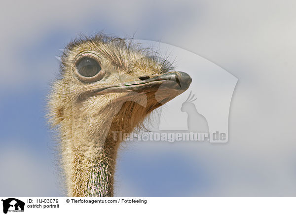 Afrikanischer Strau Portrait / ostrich portrait / HJ-03079