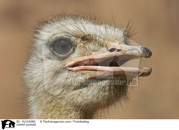 Afrikanischer Strau Portrait / ostrich portrait / HJ-03080