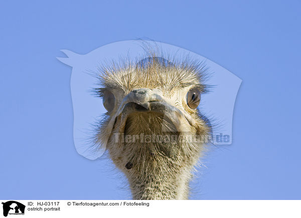 Afrikanischer Strau Portrait / ostrich portrait / HJ-03117