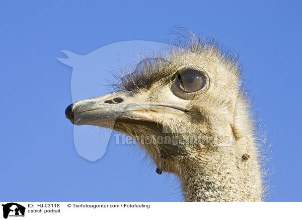 Afrikanischer Strau Portrait / ostrich portrait / HJ-03118