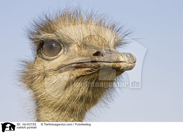 Afrikanischer Strau Portrait / ostrich portrait / HJ-03152