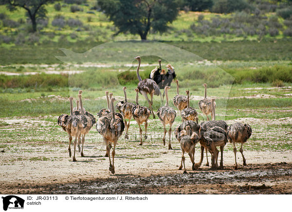 Afrikanischer Strau / ostrich / JR-03113