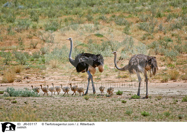Afrikanischer Strau / ostrich / JR-03117