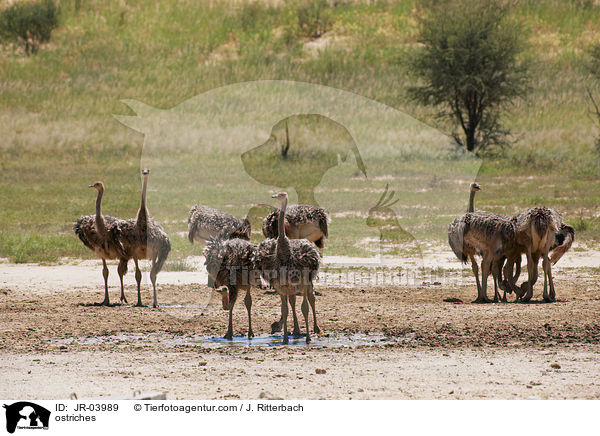 Afrikanische Straue / ostriches / JR-03989