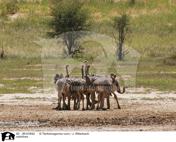 Afrikanische Straue / ostriches / JR-03992