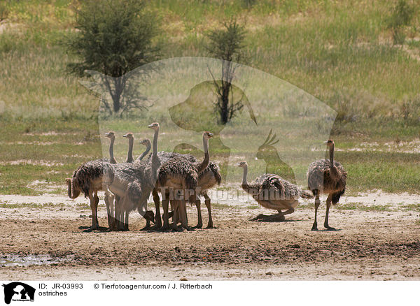 Afrikanische Straue / ostriches / JR-03993