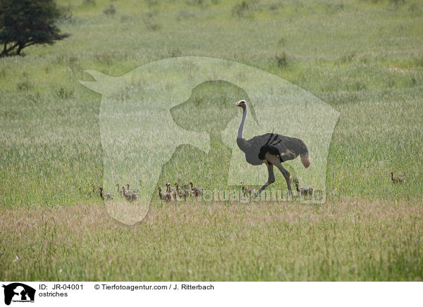 Afrikanische Straue / ostriches / JR-04001