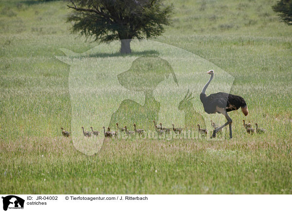Afrikanische Straue / ostriches / JR-04002