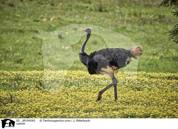 Afrikanischer Strau / ostrich / JR-04040