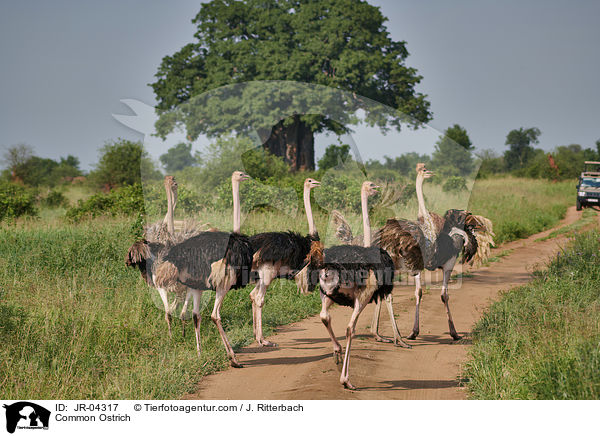 Afrikanischer Strau / Common Ostrich / JR-04317