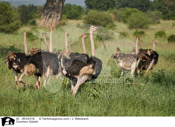 Afrikanischer Strau / Common Ostrich / JR-04318