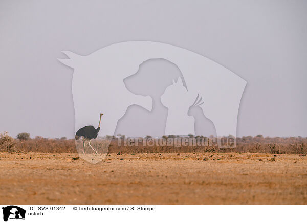 Afrikanischer Strau / ostrich / SVS-01342