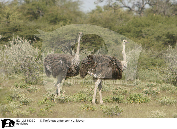Afrikanische Straue / ostriches / JM-18330