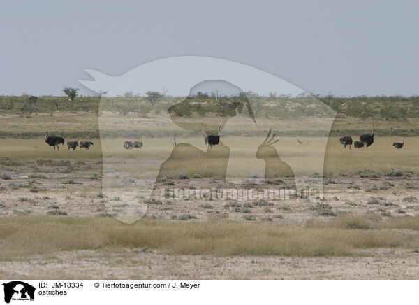 Afrikanische Straue / ostriches / JM-18334