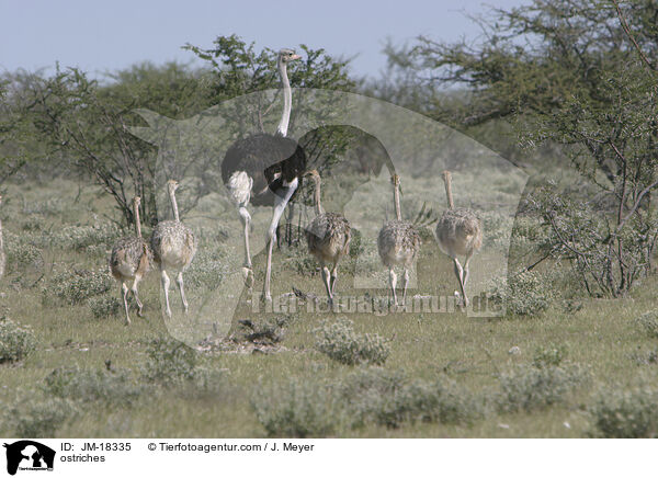 ostriches / JM-18335