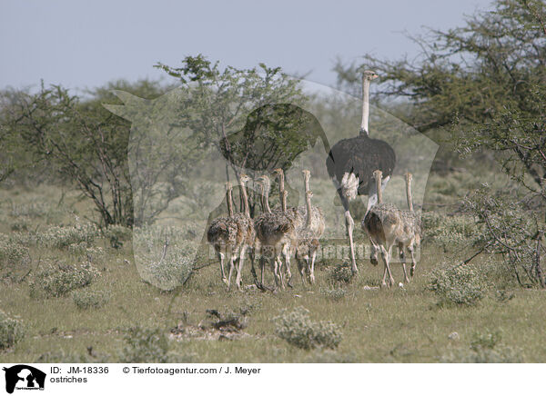 Afrikanische Straue / ostriches / JM-18336
