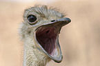 ostrich portrait