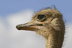ostrich portrait