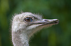 ostrich