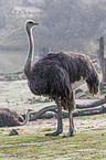 ostrich