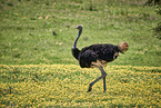 ostrich