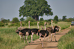 Common Ostrich