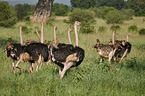 Common Ostrich