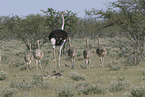 ostriches