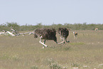 ostriches