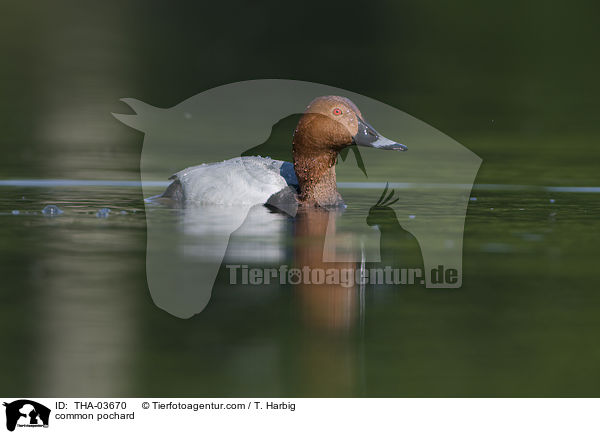 Tafelente / common pochard / THA-03670