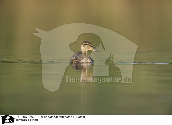 Tafelente / common pochard / THA-03678
