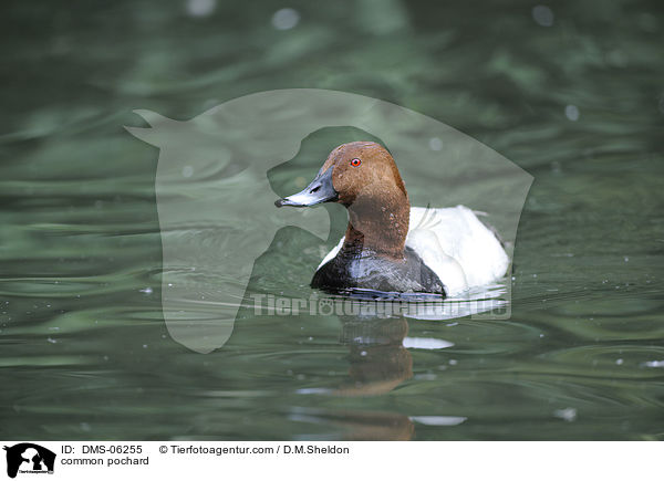 Tafelente / common pochard / DMS-06255