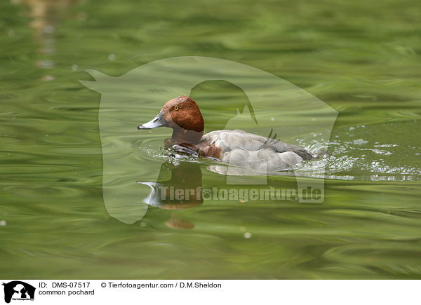 common pochard / DMS-07517