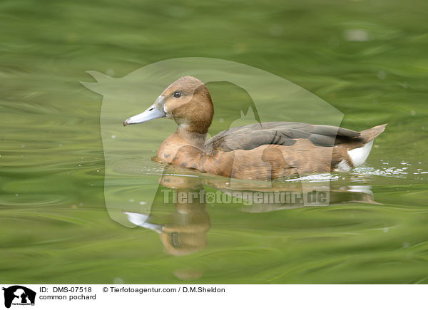 Tafelente / common pochard / DMS-07518