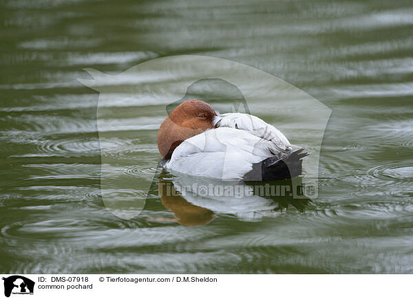 common pochard / DMS-07918