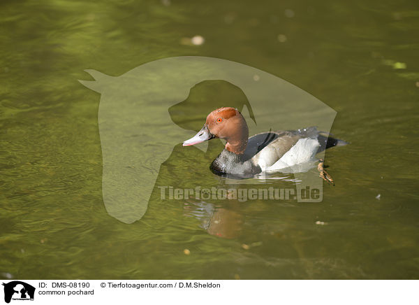 Tafelente / common pochard / DMS-08190