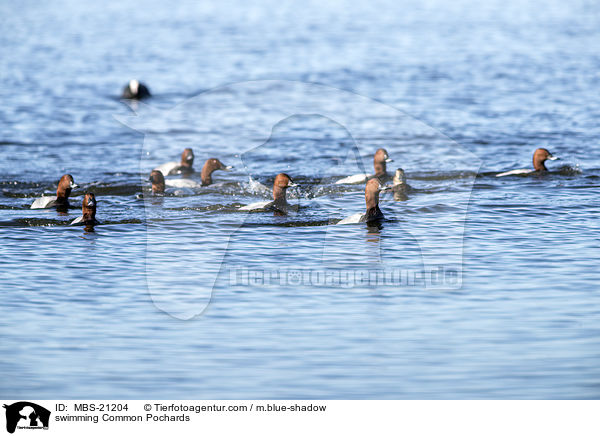schwimmende Tafelenten / swimming Common Pochards / MBS-21204