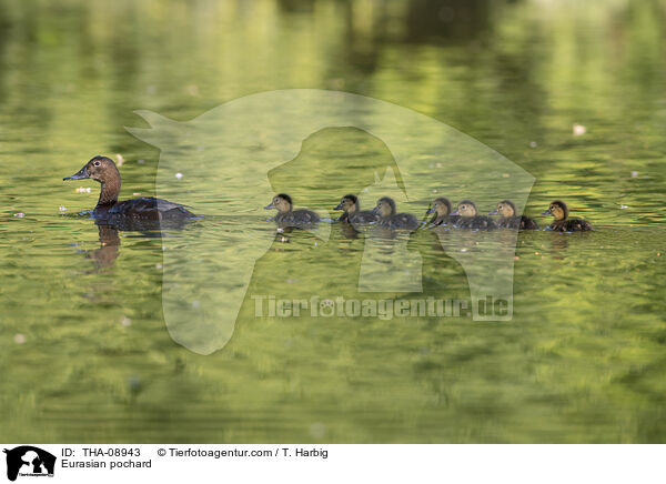 Tafelente / Eurasian pochard / THA-08943