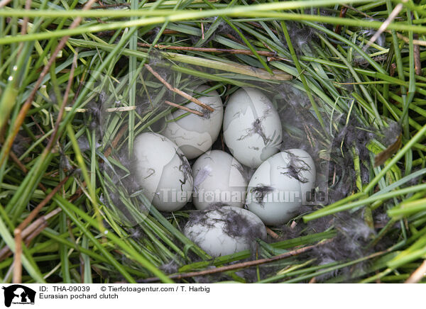 Eurasian pochard clutch / THA-09039