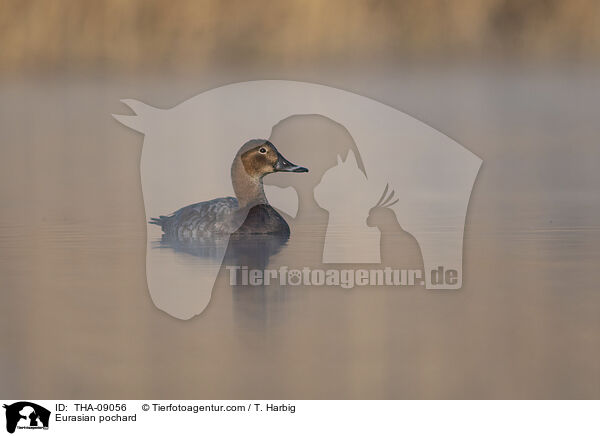 Tafelente / Eurasian pochard / THA-09056