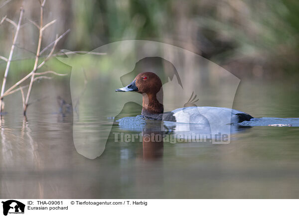 Tafelente / Eurasian pochard / THA-09061