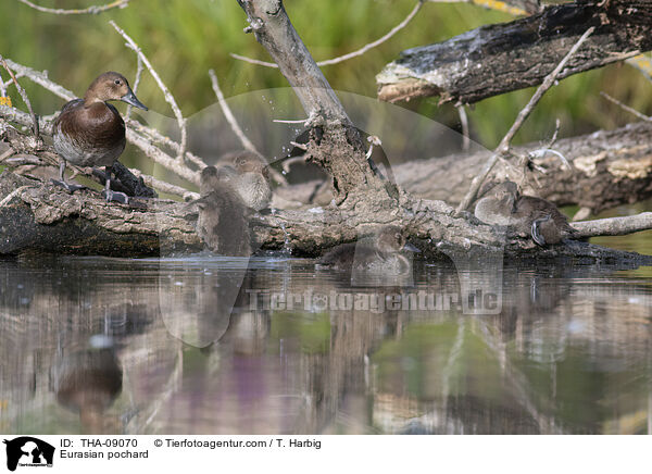 Eurasian pochard / THA-09070