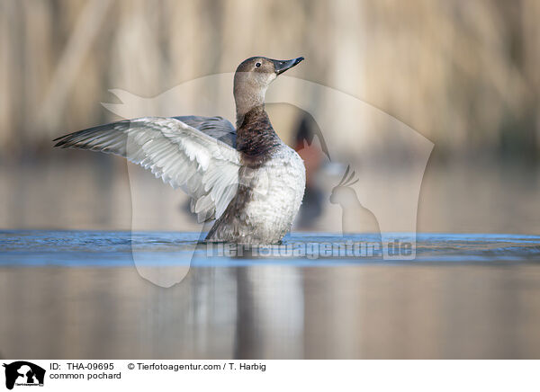 Tafelente / common pochard / THA-09695