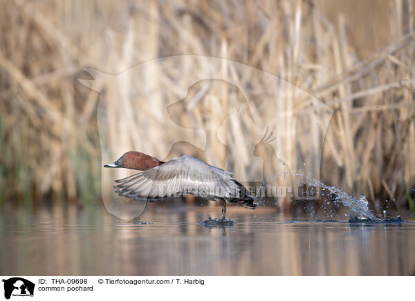 Tafelente / common pochard / THA-09698