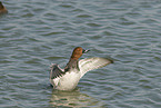 common pochard